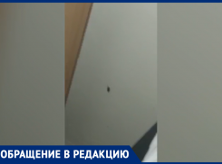 Беременной волжанке не поставили капельницу и поселили к тараканам в больнице Фишера в Волжском