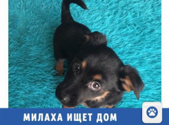 Очень красивый щенок ищет дом в Волжском