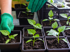 Сроки посева перца на рассаду