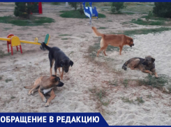 «Детям страшно играть во дворе из-за собак», - волжанка