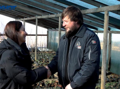 Теплица на 900 м² и импортозамещение: чем занимаются в «Ягодниче» этой зимой