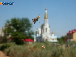 Жаркий и ветреный понедельник ожидает волжан