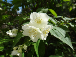 Под прикрытием: чубушник часто маскируется в Волжском под жасмин