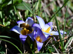 Первоцветы Волжского: встречаем весну с брандушкой