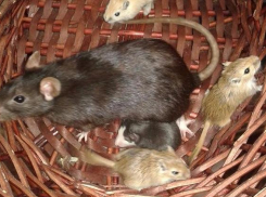 В Волгоградском зоопарке крыса стала заботиться о мышатах, предназначенных ей в качестве еды