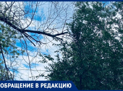 В Волжском сухостой создает опасность для местных жителей