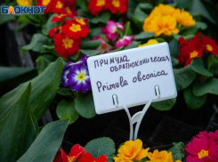 Махровая примула обконика растет на подоконниках волжан