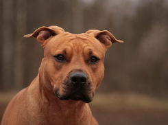 Пьяный волгоградец натравил бойцовскую собаку на незнакомца 