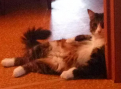 Пляжную вечеринку устроил пушистый шпион в Волжском