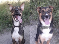 Лиза и Добби готовы стать верными друзьями