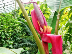 Волжане увидят розовый банан онлайн