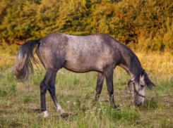 Иномарка на трассе сбила лошадей