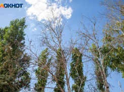 Новые деревья высадят в Волжском в рамках проекта по озеленению