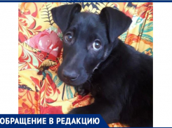 «Собаки умерли на глазах у сына»: волжанка рассказала, как неизвестные травят животных