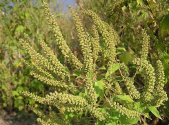 Разросшаяся амброзия мучает маленьких волжан-аллергиков