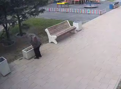 Акт вандализма в Волжском: жительница украла свежевысаженные цветы из клумбы