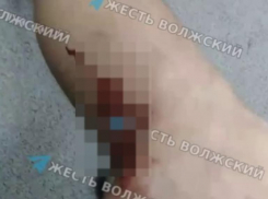 Собака напала на велокурьера в Волжском (18+)