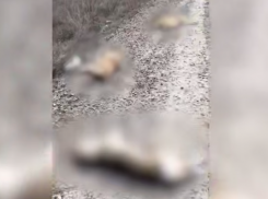В Волгограде живодеры выставили напоказ истерзанные тела собак с проволокой на шеях