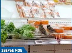 Они летают по магазину, клюют продукты, - волжанка