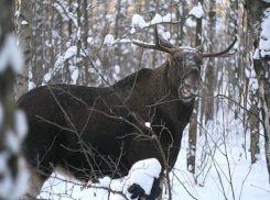 Лоси облюбовали Волго-Ахтубинскую пойму 