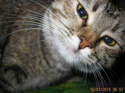 Шестая участница конкурса "Мартовские коты" - 9-месячная кошка Маша