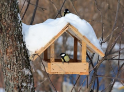 Волгоградцев приглашают покормить птиц в «Волго-Ахтубинской пойме»