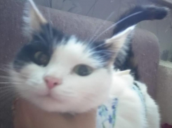 Волжанка отдает ласковую кошечку в добрые руки