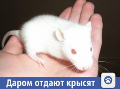 В Волжском любителям крыс хотят сделать подарок