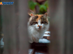 Жители Волжского показали, как относятся к приемным детям на самом деле