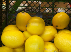 Продуктовая корзина недели: сравниваем цены на лимоны в магазинах Волжского