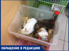 «Животных содержат в ужасных условиях», - волжанка