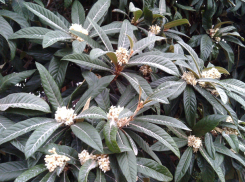 Экзотическая японская мушмула зацвела в ботаническом саду Волжского