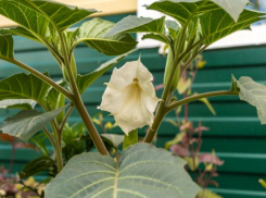 «Траву дьявола» можно встретить в Волжском