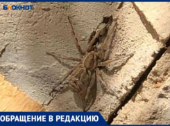 Волосатый паук размером с ладонь обнаружился в жилом доме Волжского: фото