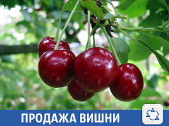 Ведро спелой вишни предлагают волжанам по привлекательной цене