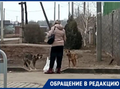 «Не могут загрызть тех, кто их кормит», -волжанин рассказал о бродячих собаках на острове Зеленый