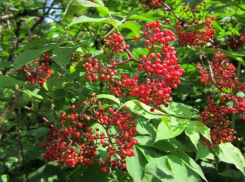 Бузину любят волжские дачники 