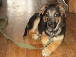 Хозяйка брошенной в Волжском собаки нашлась