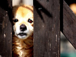 В Волжском планируют ликвидировать порядка 200 бездомных собак