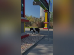 Чей сбежал: по центру Волжского бродит пони