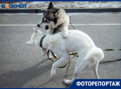 ТОП-5 фатов о собаках, которые вы еще не знали