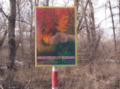 В регионе вновь продлено ограничение на посещение лесов