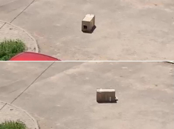 Выбросили котят на улице и уехали: подкидышей оставили на парковке в Волжском