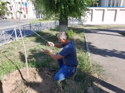 В Волжском выявили ненадлежащий полив зеленых насаждений