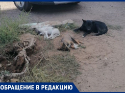 Свора бездомных собак кидается на людей под Волжским