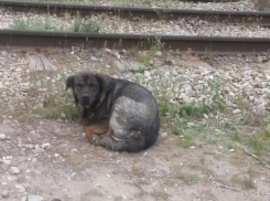 В Волжском есть свой Хатико