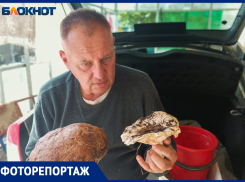 «Тихая охота» в окрестностях Волжского. Где найти грибы-гиганты