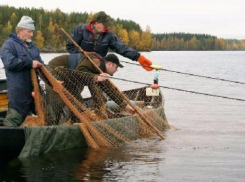 Троих волжан поймали со стальной сетью и незаконным уловом