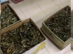 Коробки с живыми раками пытались вывезти в Москву из Волгоградской области