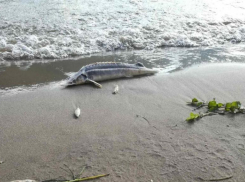 Гибель осетровых на Волге. Забытые истории